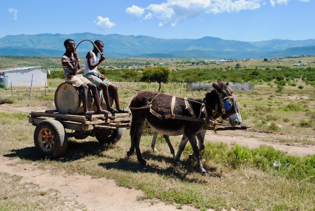 Siseko Fandesi and Asanda Madolo fetch water in a drum with a donkey cart for their family in Mhlangeni near Fort Beaufort - Mkhuseli Sizani