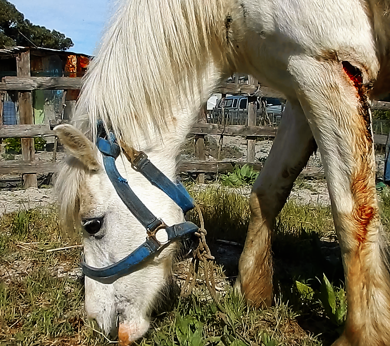 Photo of a cart horse