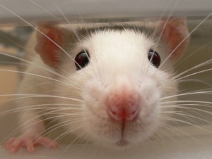 Photo of an adorable rat