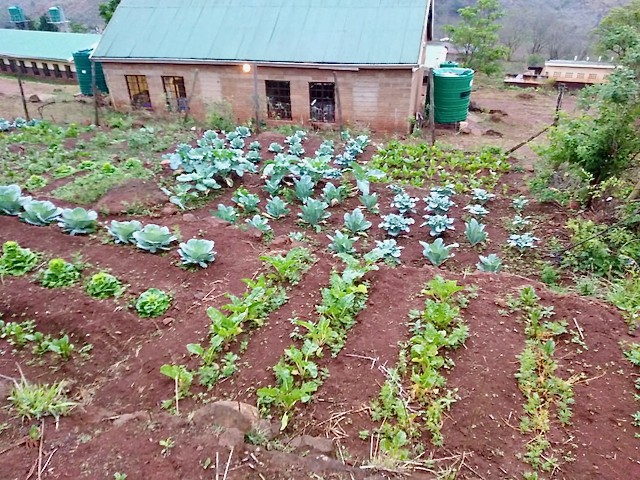 Photo of a vegetable garden