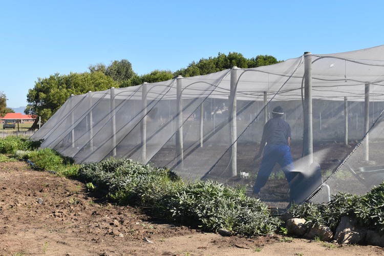 Photo of person in garden