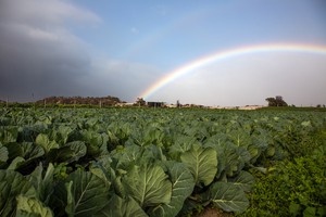 Photo of a field with a rainbow