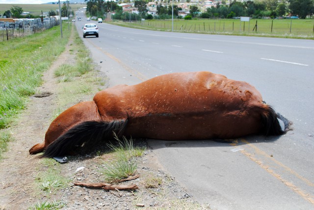 Photo of a dead horse on a roadside