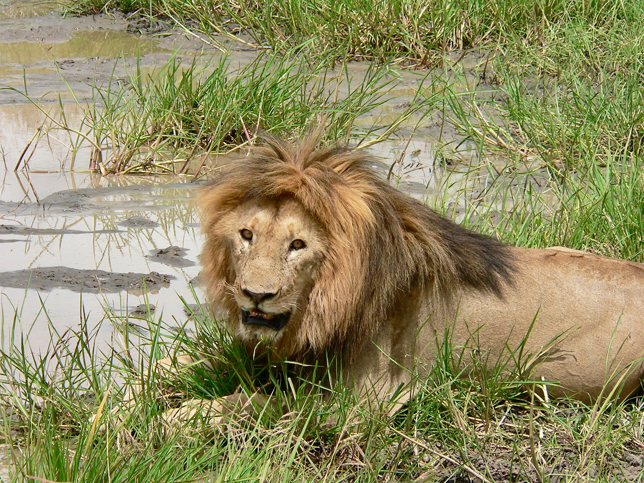 male_lion_2011.jpeg